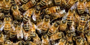 Become a beekeeper