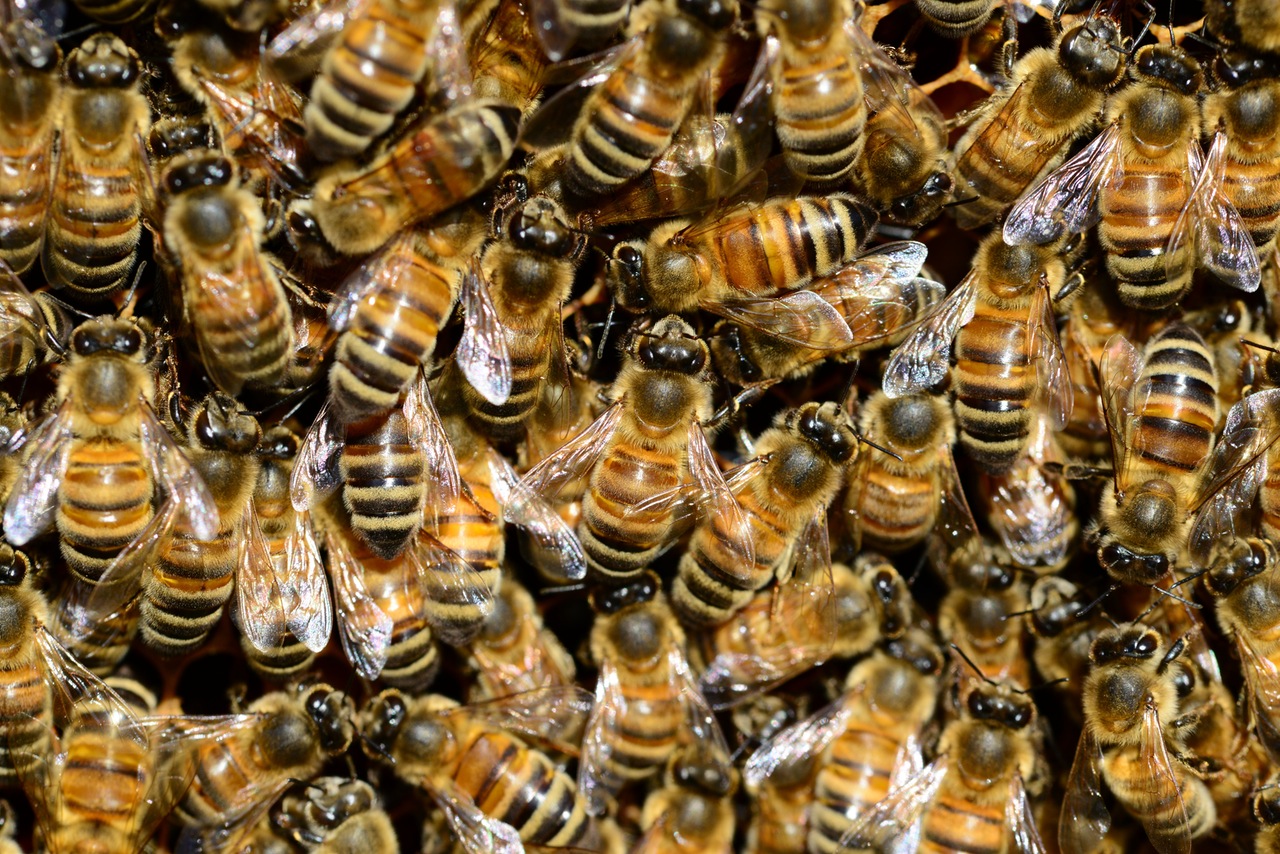 Become a Beekeeper