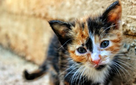 Donate the Shelter Animal Adoption Fee