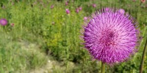 Plant native flowers or plants along highways