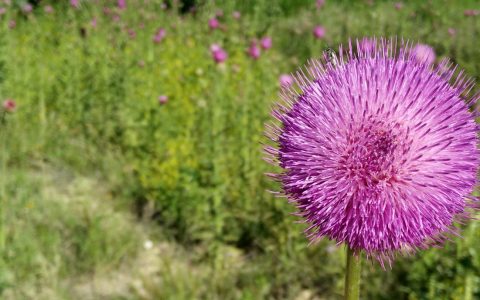 Plant Native Flowers or Plants along Highways