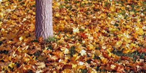 Help someone rake leaves