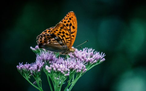 Start a Butterfly Garden in Your Community