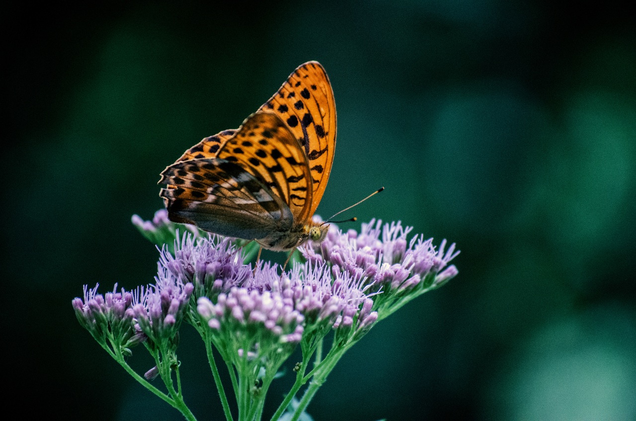Start a Butterfly Garden in Your Community