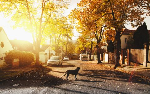Help a roaming dog